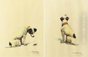 Jack Russell Terriers With Insects