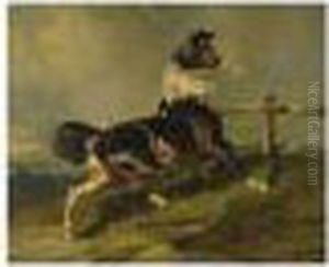 Skewbald Stallion