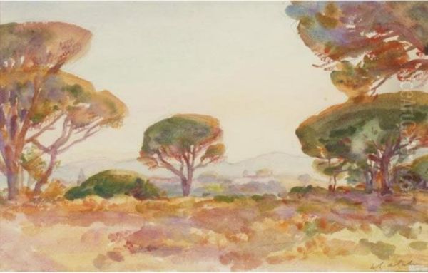 Pines At Sunset - view 1