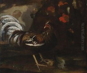 Gallo Gallo