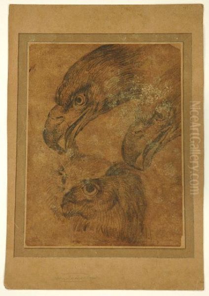 Study Of Birds Of Prey - view 1
