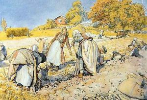 Potato Harvest by Carl Larsson