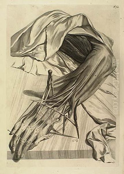 Two Engravings With Etching.
Dissection Of An Arm Muscle - view 1