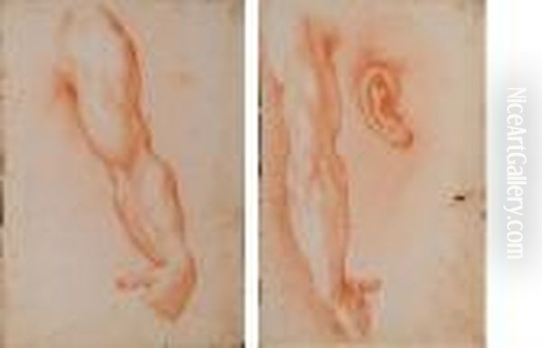 Studi Anatomici - view 1