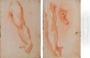 Studi Anatomici Studi Anatomici