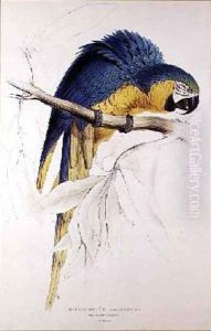 Blue and yellow Macaw