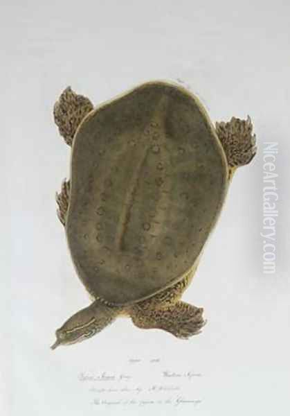 African Softshell Turtle - view 1
