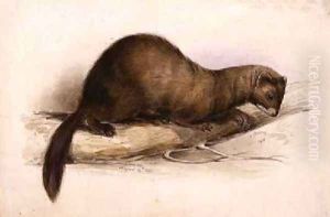 A Weasel by Edward Lear