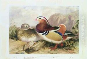 Aix galericulata