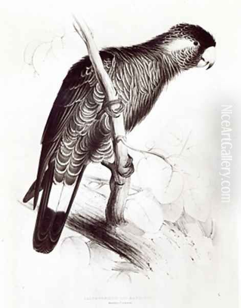 Calyptorhynchus Baudinii or Baudins Cockatoo - view 1