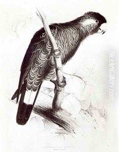 Calyptorhynchus Baudinii or Baudins Cockatoo