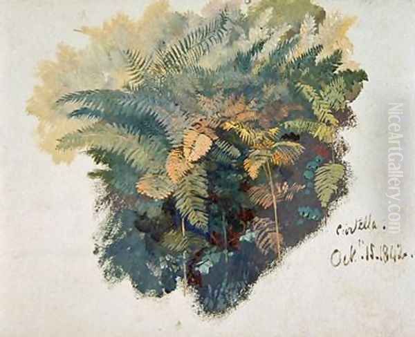 A Study of Ferns Citivella - view 1