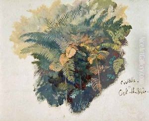 A Study of Ferns Citivella