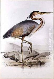 Purple Heron