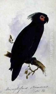 Parrot Plate 16