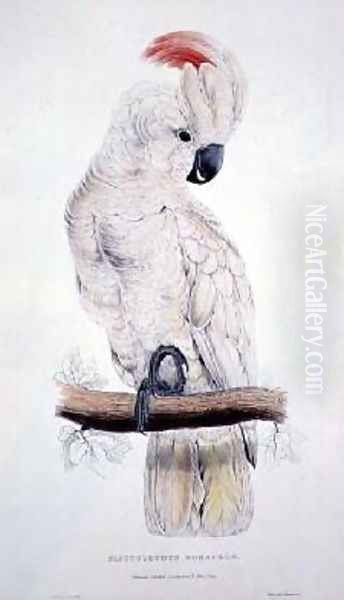 Salmon-Crested Cockatoo - view 1
