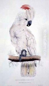 Salmon-Crested Cockatoo