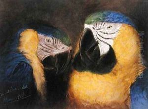 Study of Heads of Ara Ararauna