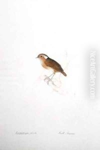 Conopophaga aurita