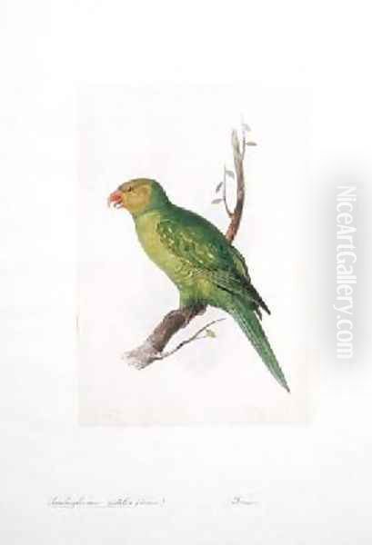 Trichoglossus euteles Femm - view 1