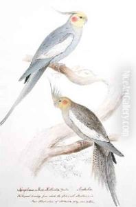 Nymphicus Nova-Hollandice