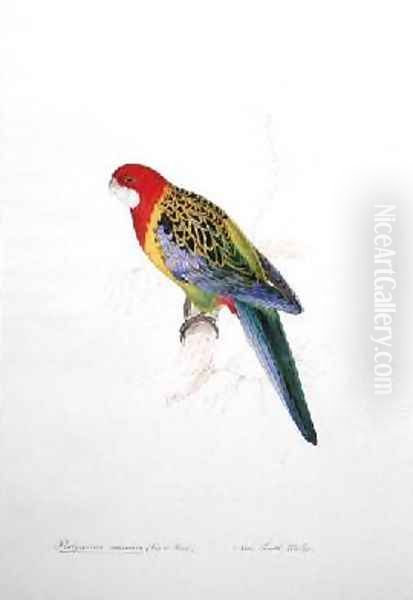 Platycercus eximius - view 1