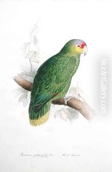 Psittacus autumnalis - view 1