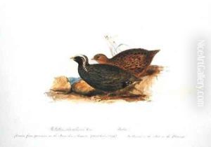 Rollulus superciliosus Gray
