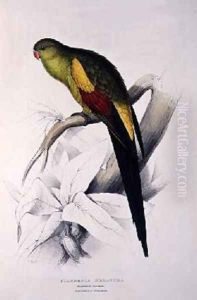 Black-Tailed Parakeet by Edward Lear