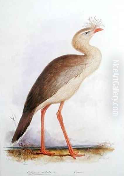 Cariama cristata - view 1