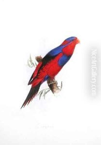 Lousis Cynamus by Edward Lear