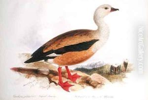 Chenalopex jubata Spix by Edward Lear