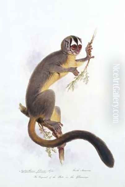 Nyctipithecus felinus Spix - view 1