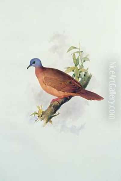 Pigeon-type - view 1