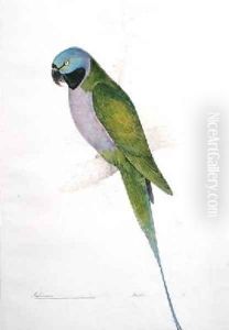 Paloeornis Derbianus by Edward Lear
