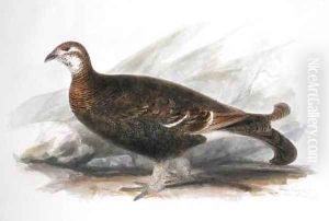 Intermedius Ptarmigan in