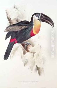 Sulphur and white breasted Toucan Sulphur and white breasted Toucan