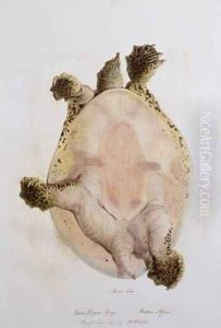 Underside of an African Softshell Turtle by Edward Lear