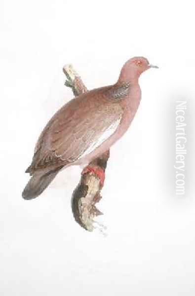 Columba corensis - view 1