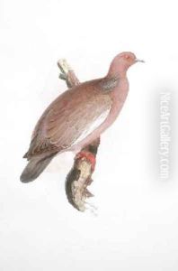 Columba corensis by Edward Lear