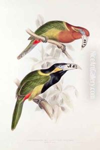 Spotted Bill Aracari by Edward Lear