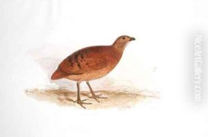 Cryptonyx ferrugineus by Edward Lear