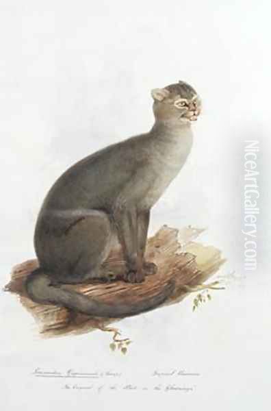 Leopardus yagouarondi Lacep - view 1