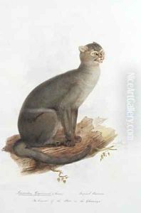 Leopardus yagouarondi Lacep by Edward Lear