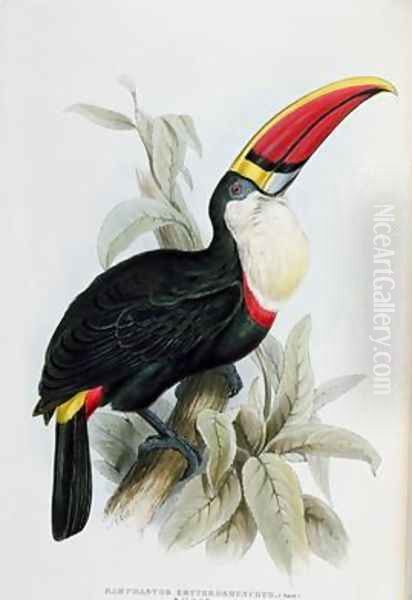Red-Billed Toucan - view 1