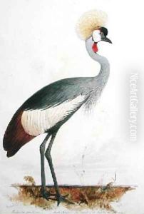 Balearica regulorum by Edward Lear
