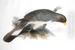 Chizarthis Zonurus by Edward Lear