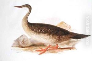 Helioruis senegalensis by Edward Lear