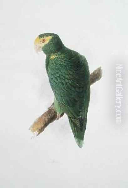 Psittacus 2 - view 1
