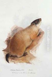 Arctomys empetra Pallas